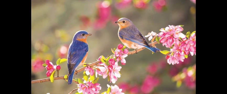 بهار، جلوه زیبای خداوند
