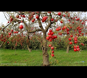دزدهای سیب‌های سرخ